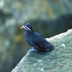 Whiskered Auklet